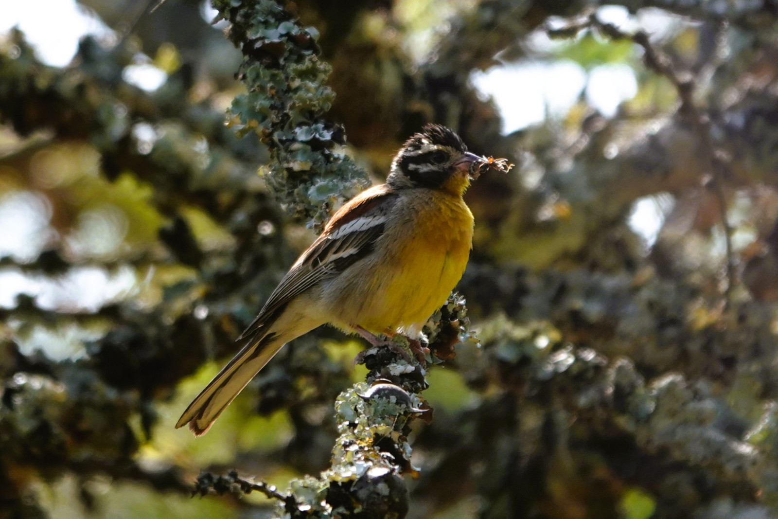 image Golden-breasted Bunting